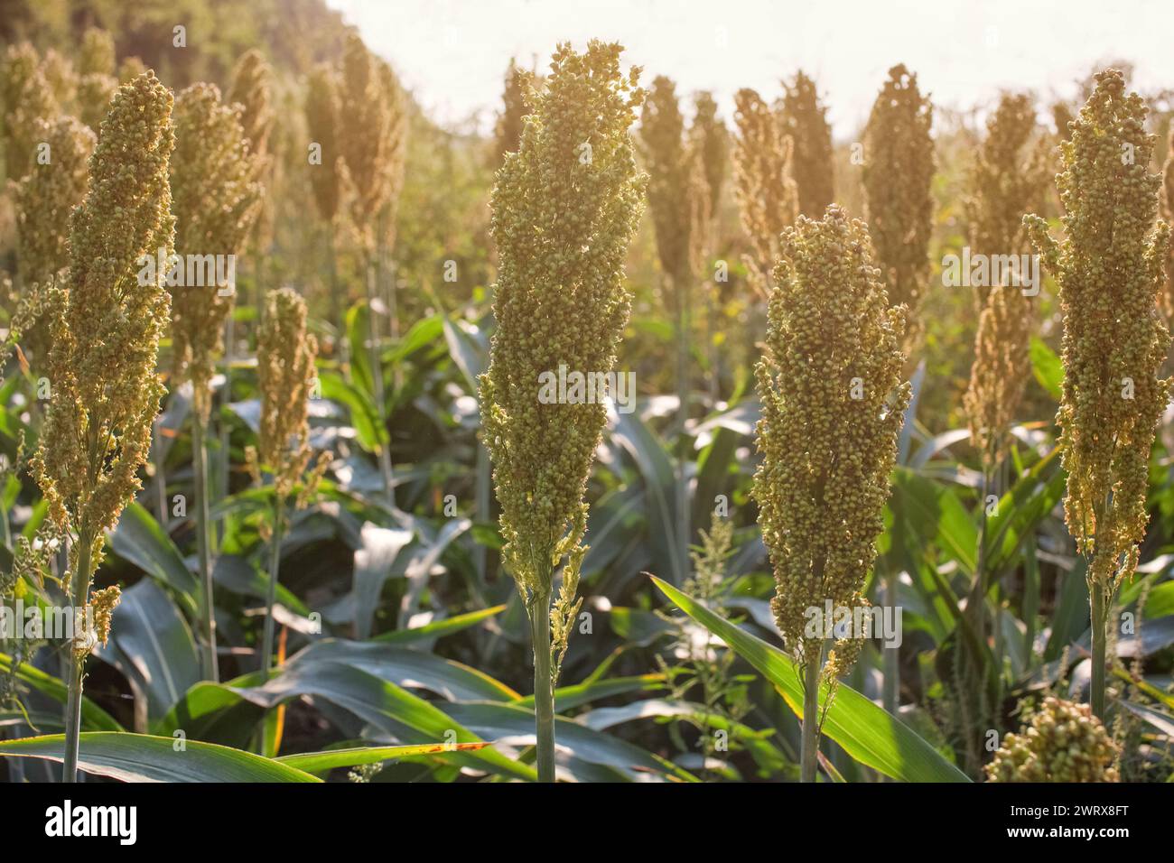 Bushes cereal and forage sorghum plant one kind of mature and grow on the field in a row in the open air. Harvesting. Stock Photo