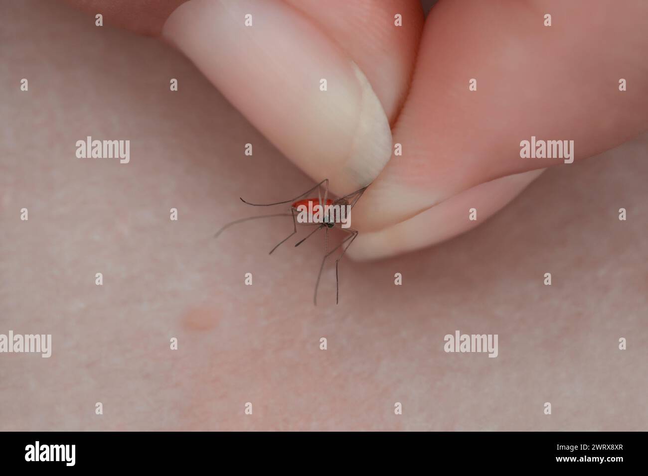 A man holds a mosquito female in his hand close up. The insect made a bite on the skin. Stock Photo