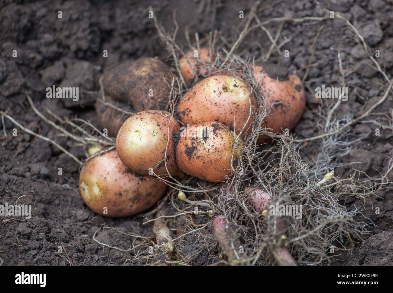 The bush of the dug out young potato lies on the ground in the garden ...