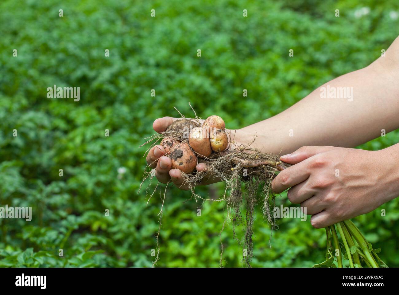 The man is an agronomist, he is holding a bush of young potatoes dug ...