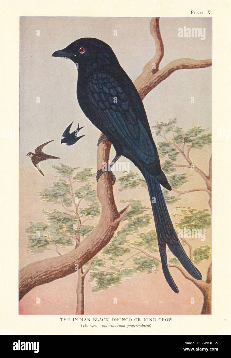 Indian Black Drongo or King Crow (Dicrurus macrocercus peninsularis). Birds 1936 Stock Photo