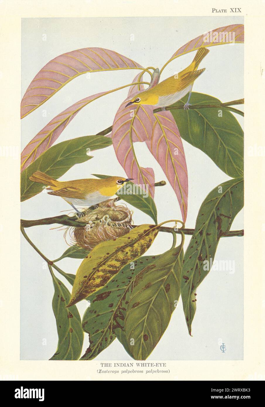 Indian White-Eye (Zosterops palpebrosa palpebrosa). Indian Birds 1936 print Stock Photo
