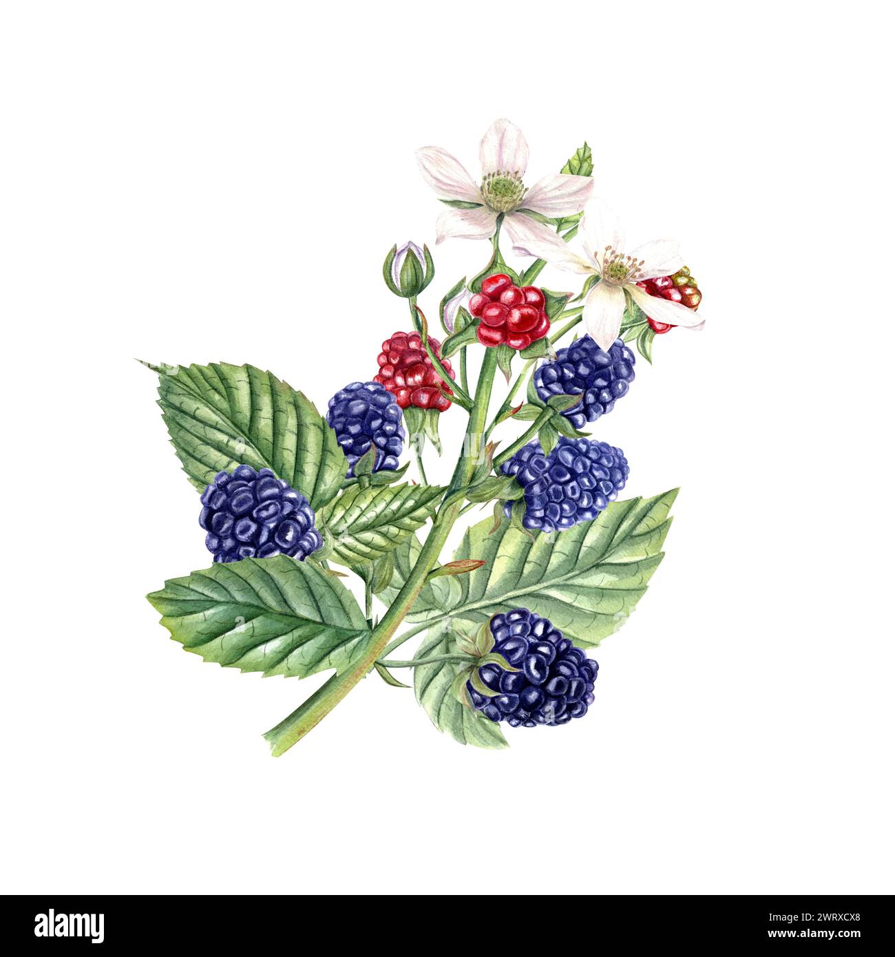 Berry Flowers Otoyimm