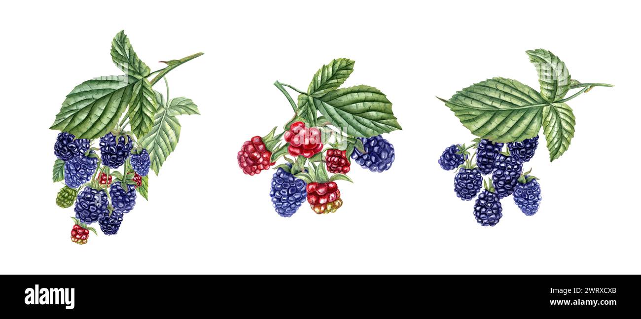 Ripe and unripe Blackberries. Bramble branch with leaves. Forest and