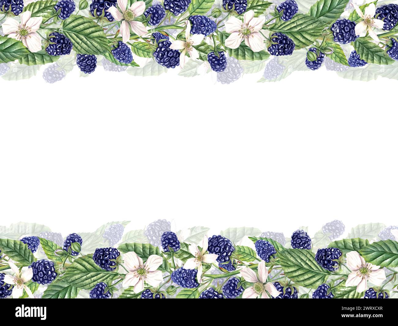 Wild berries. Bunches of blackberries. White flowers, ripe berries, leaves. Forest and garden berries. Horizontal frame with copy space for text. Stock Photo