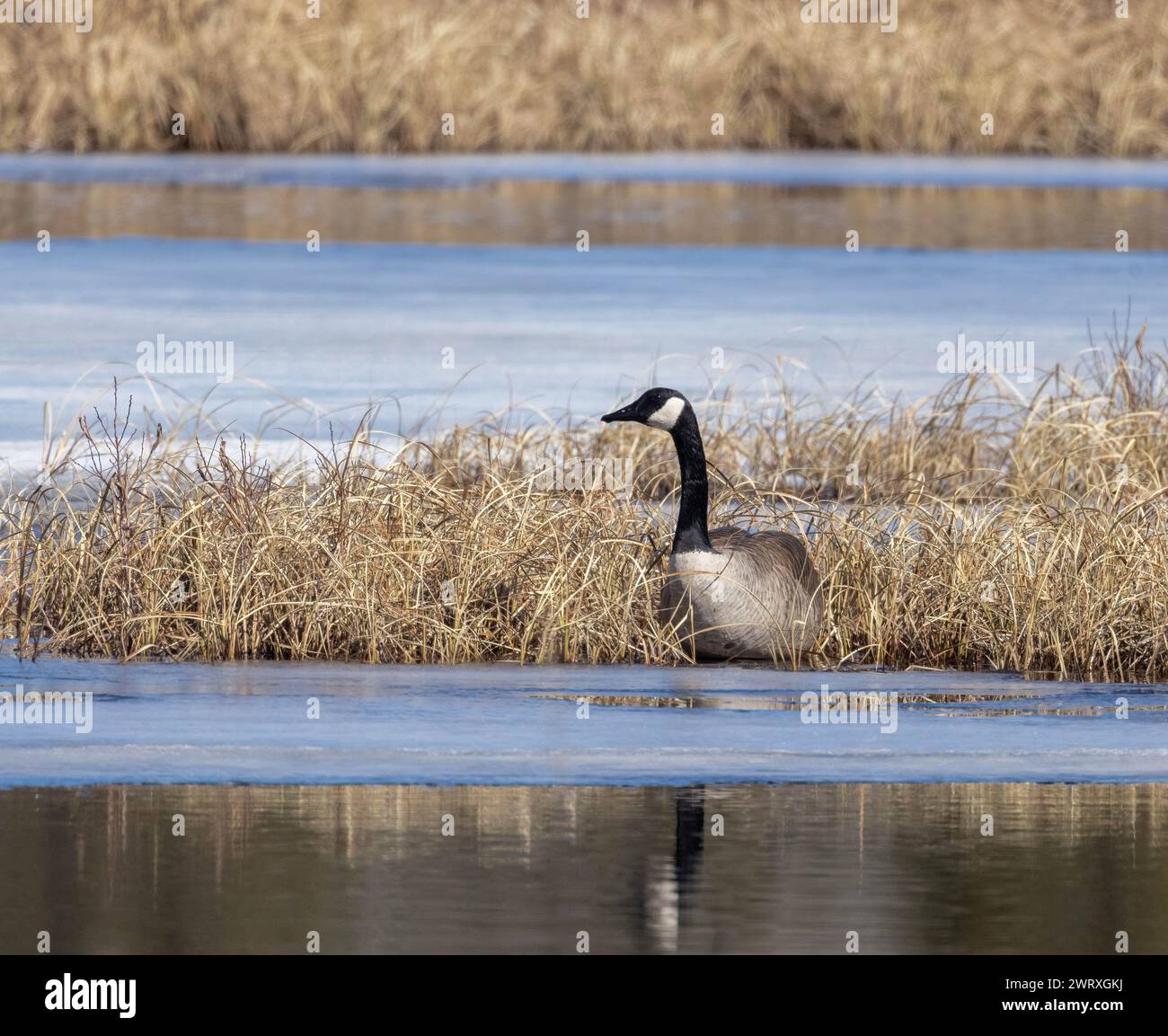 Canada Goose in dry grass on an icy marsh in March in Algonquin Park Stock Photo
