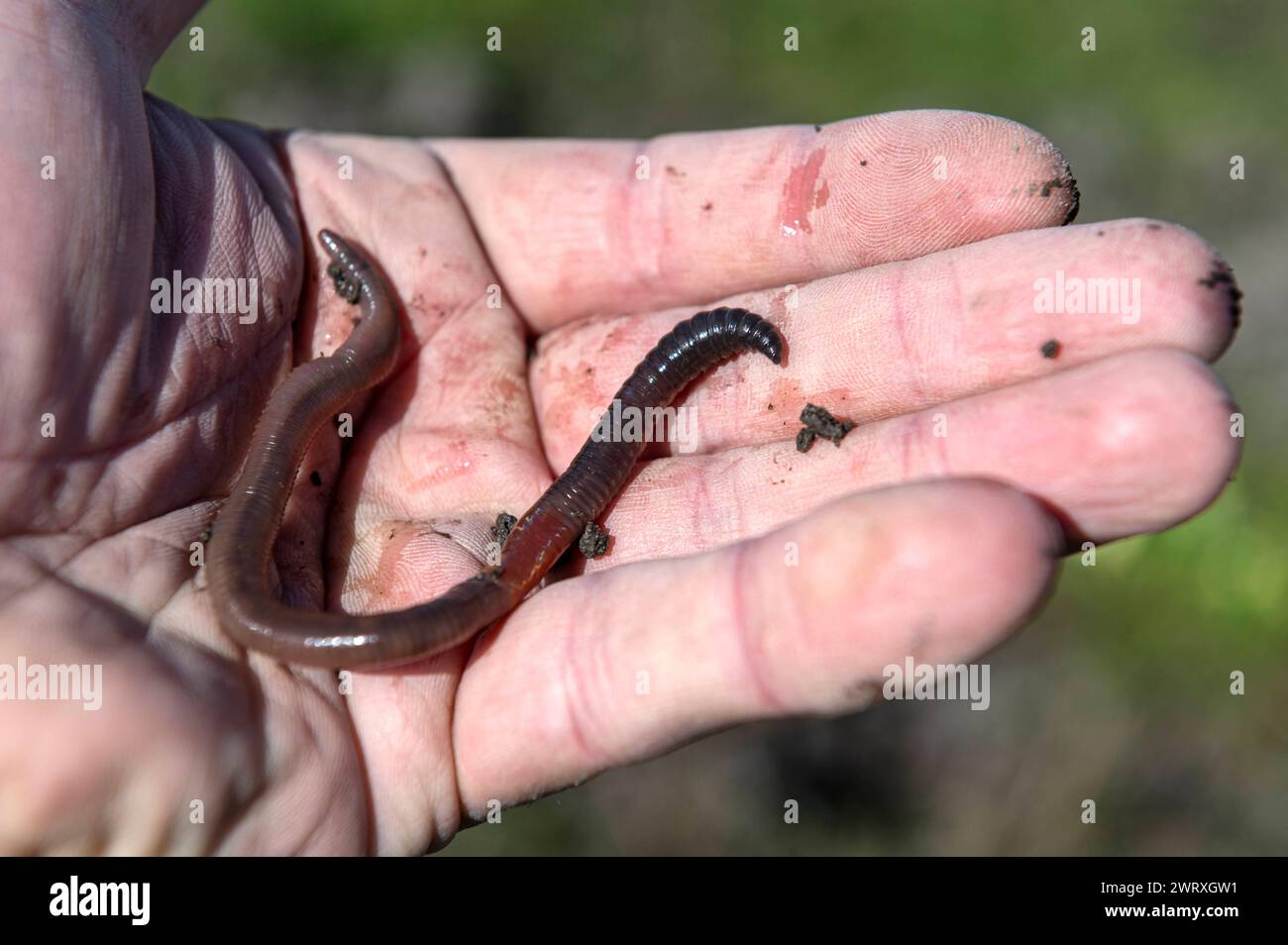 Amsterdam The Netherlands 14th March 2024 Earthworm in a hand of a gardener on an allotment gardening, soil, worm, worms, animal, moestuin, Stock Photo