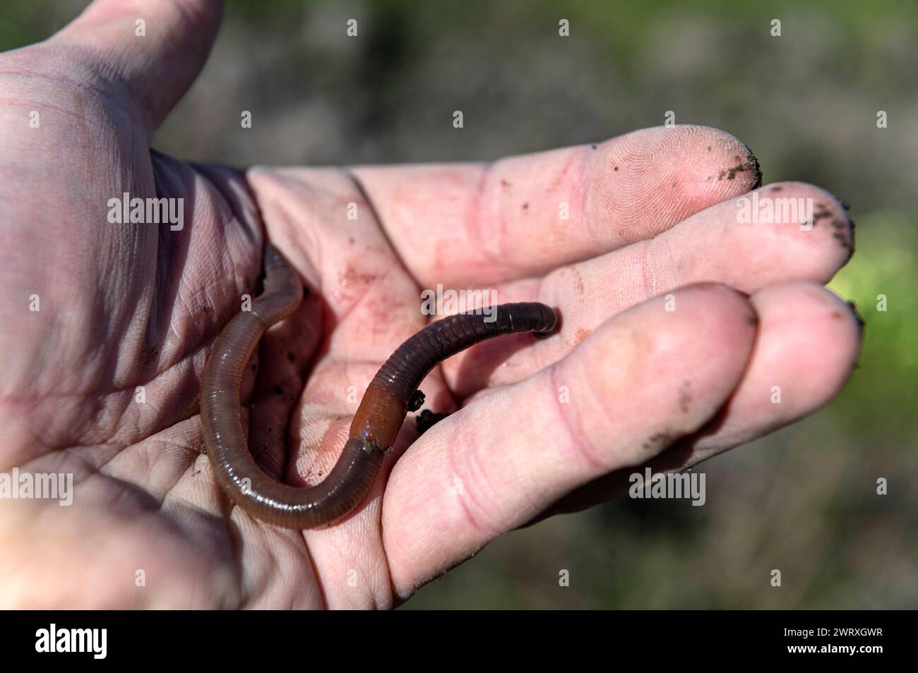 Amsterdam The Netherlands 14th March 2024 Earthworm in a hand of a gardener on an allotment with the clitellum visible. gardening, soil, worm, worms, animal, moestuin, Stock Photo