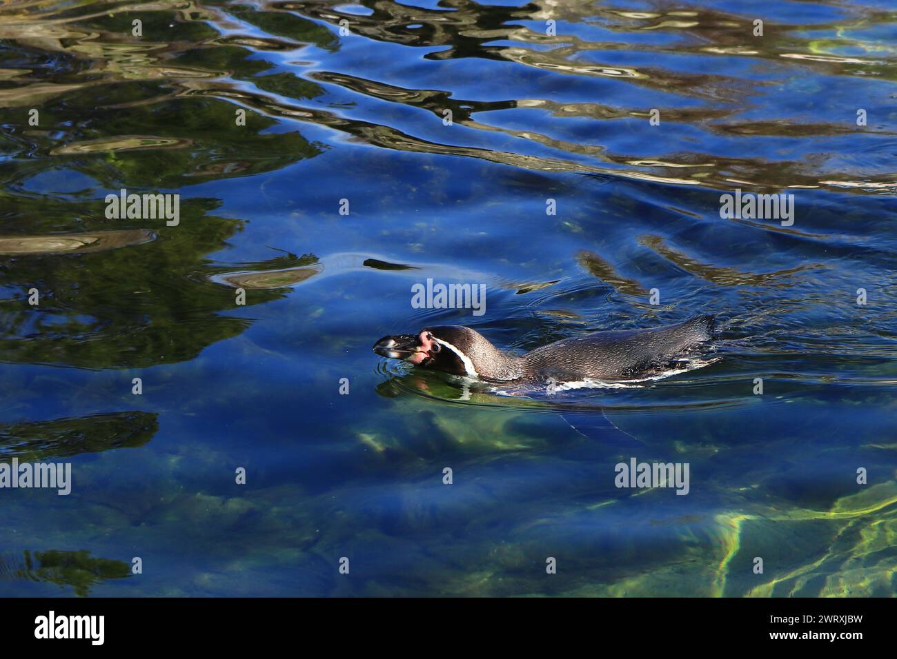 Penguin pool enclosure hi-res stock photography and images - Alamy