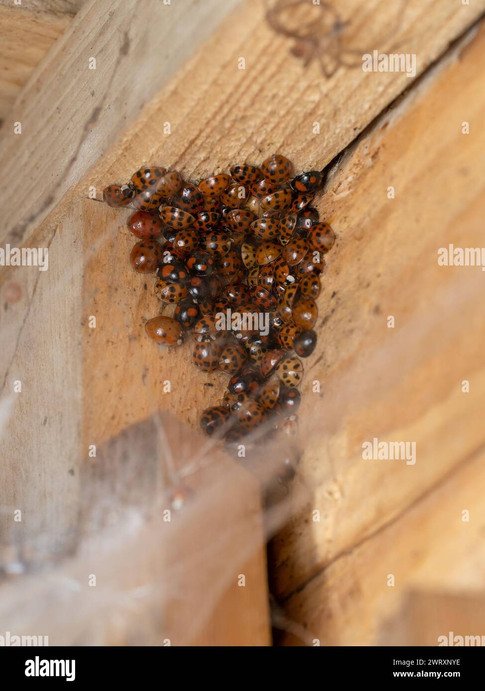 A large group of hibernating Harmonia axyridis, the harlequin, Asian, multicoloured Asian lady beetle or ladybird. Stock Photo