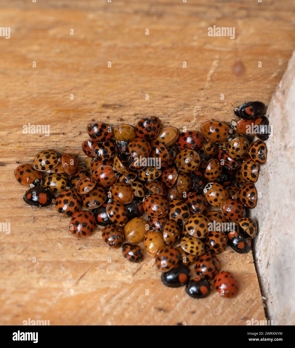 A large group of hibernating Harmonia axyridis, the harlequin, Asian, multicoloured Asian lady beetle or ladybird. Stock Photo