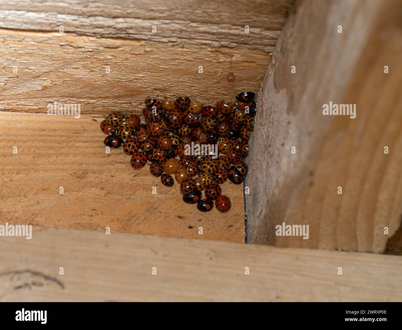 A large group of hibernating Harmonia axyridis, the harlequin, Asian, multicoloured Asian lady beetle or ladybird. Stock Photo