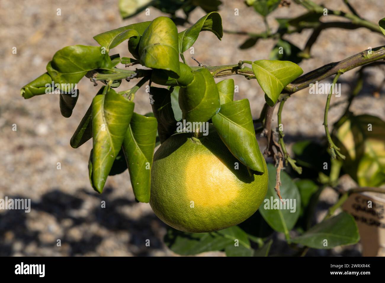 Citrus yellow spot hi-res stock photography and images - Alamy