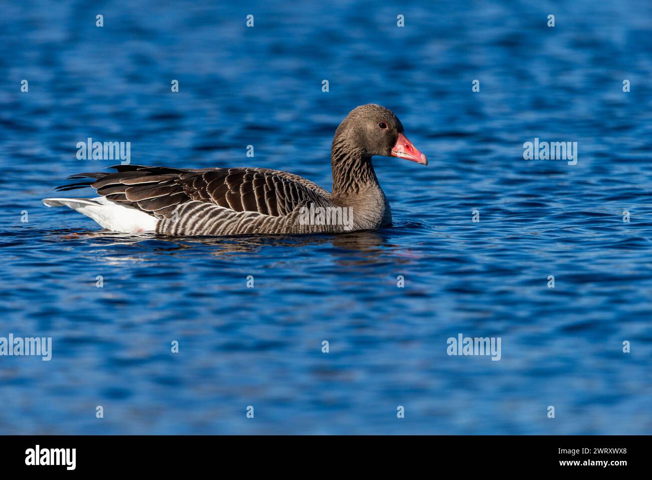 Greylag goose swimming on the wild pond, close up shot Stock Photo