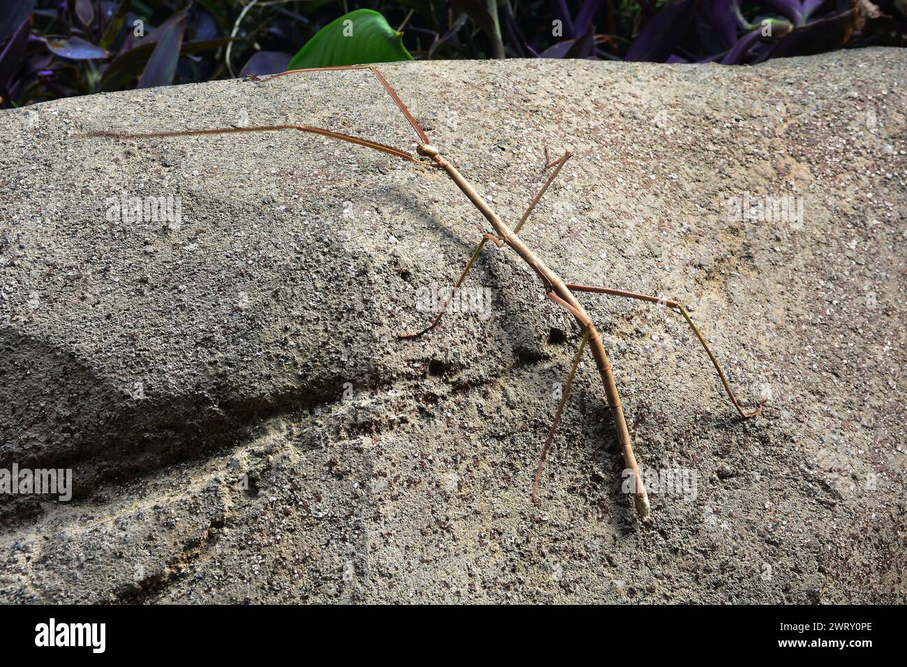 Walking stick bug in the gardens Stock Photo
