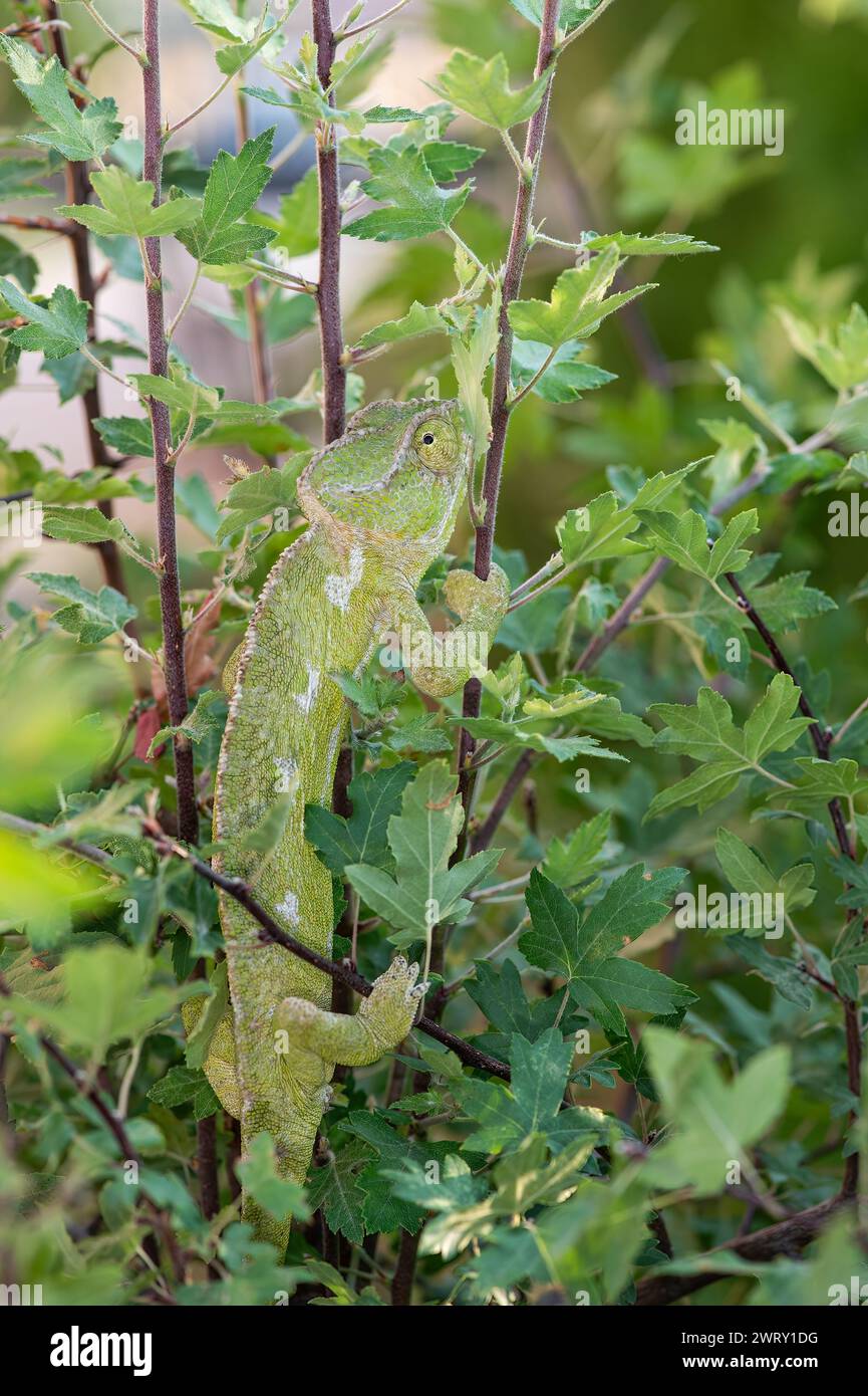 Chameleon on the branch of a bush. Chamaeleo chamaeleon. Stock Photo