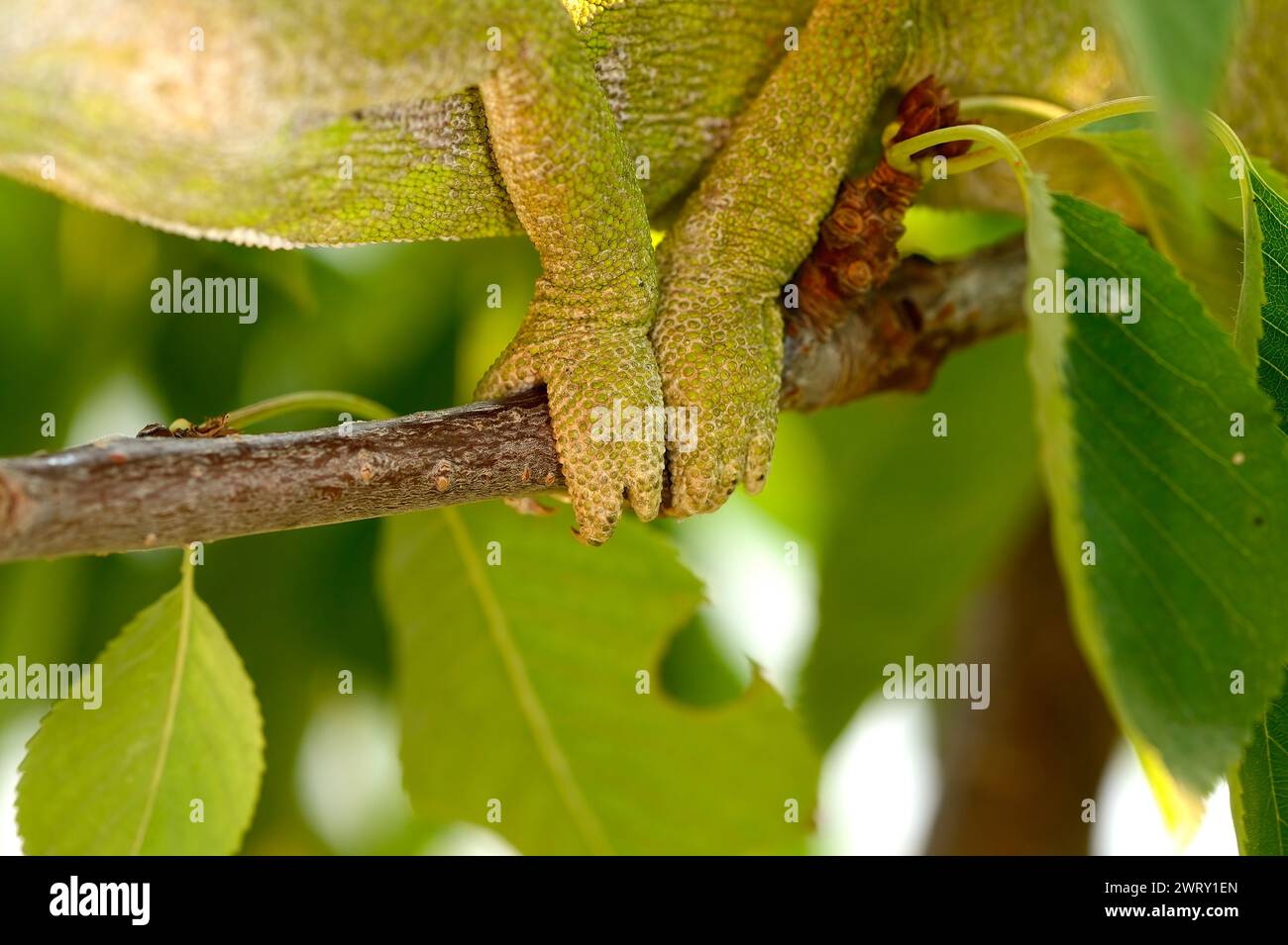Close-up foot shot of a chameleon walking on a tree branch. Stock Photo