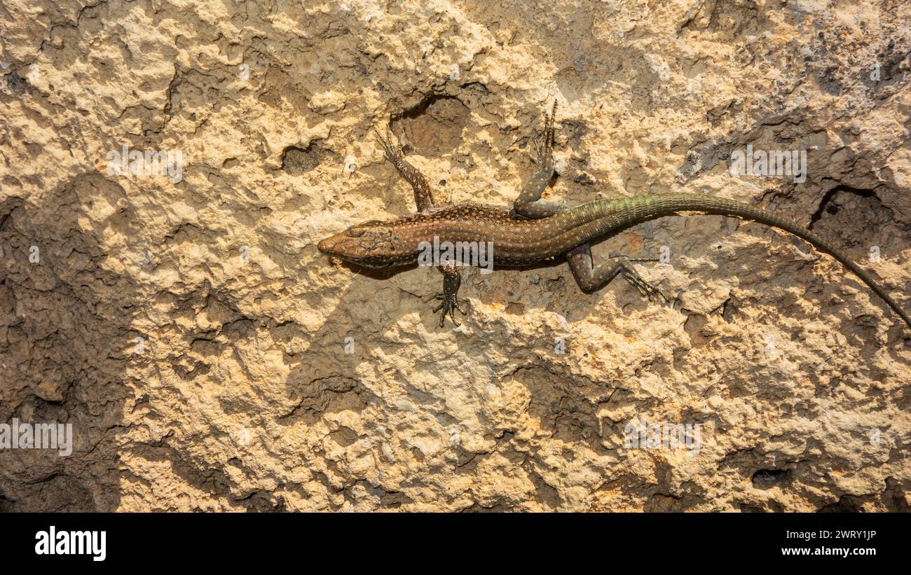 Anatolia lizard hi-res stock photography and images - Alamy