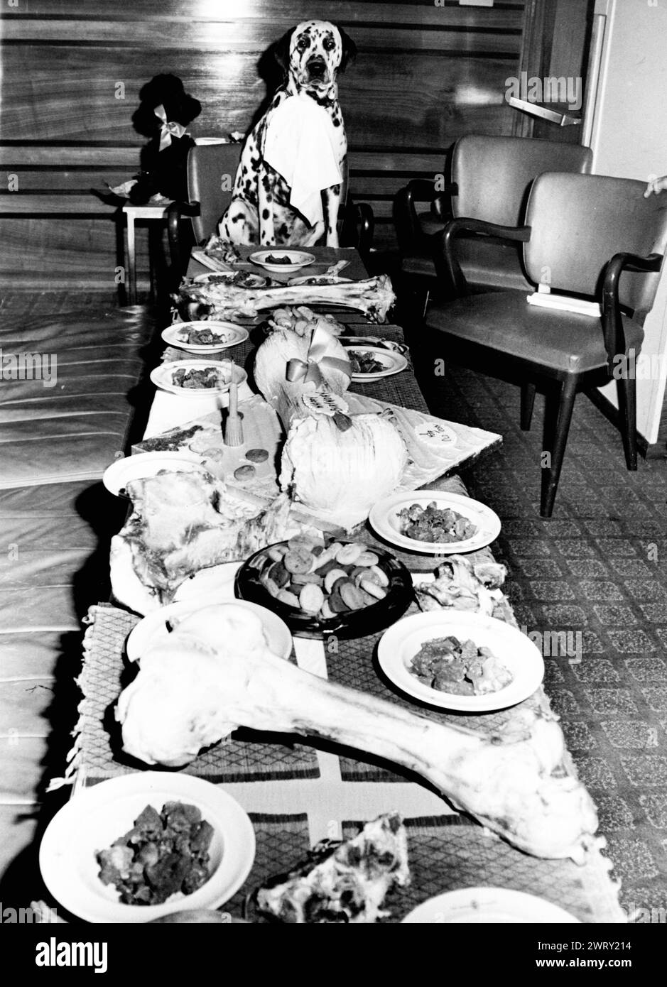 August 19, 1963: London, England, United Kingdom: A Dogs Dinner. In Honor of his first birthday, Dalmatian SHAWCLOUGH BUCHANEER, known as JASPER, was given a slap-up birthday party, to which his master, cinema owner George Batty invited all of Jaspers friends, all with distinguished pedigrees. The guests, all 12 of them were invited by gilt edged invitation and were treated to liver, biscuits, bones, 10 pints of milk and of course a large birthday cake. There was no spotted dog on the menu. (Credit Image: © Keystone Press Agency/ZUMA Press Wire). EDITORIAL USAGE ONLY! Not for Commercial USAGE! Stock Photo