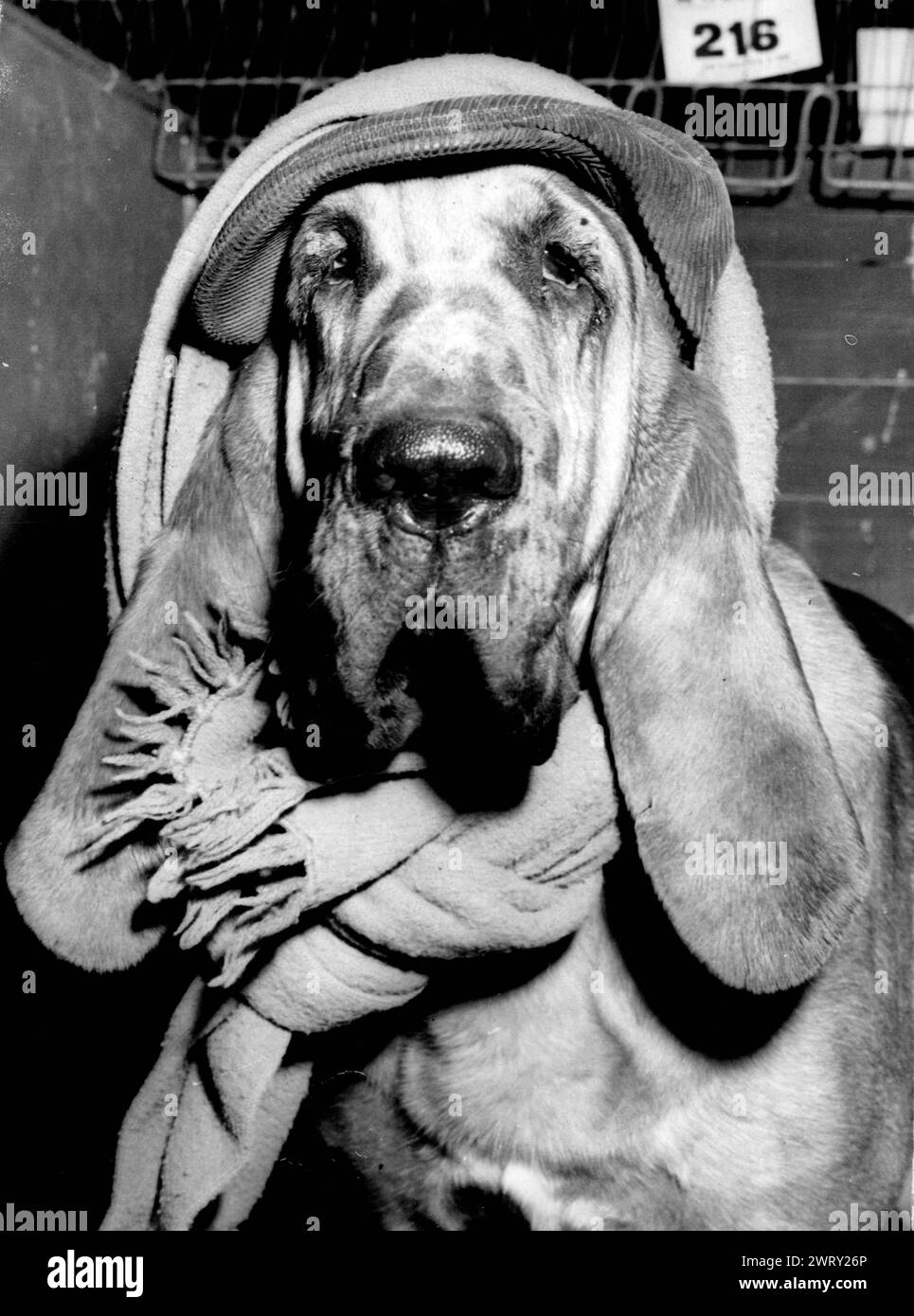 October 2, 1956: Birmingham, England, United Kingdom: A large bloodhound, HUNTSMAN, wearing a cap and scarf while waiting the judges decision at the opening of the famous Cruft's Dog Show at Olympia. HUNTSMAN, owned by D. H. Appleton of the Appeline Kennels, Baldock Herts Hunstsman is the son of Hector the bloodhound which appears with comedian Benny Hill in the new comedy film, Who Done It: (Credit Image: © Keystone Press Agency/ZUMA Press Wire). EDITORIAL USAGE ONLY! Not for Commercial USAGE! Stock Photo