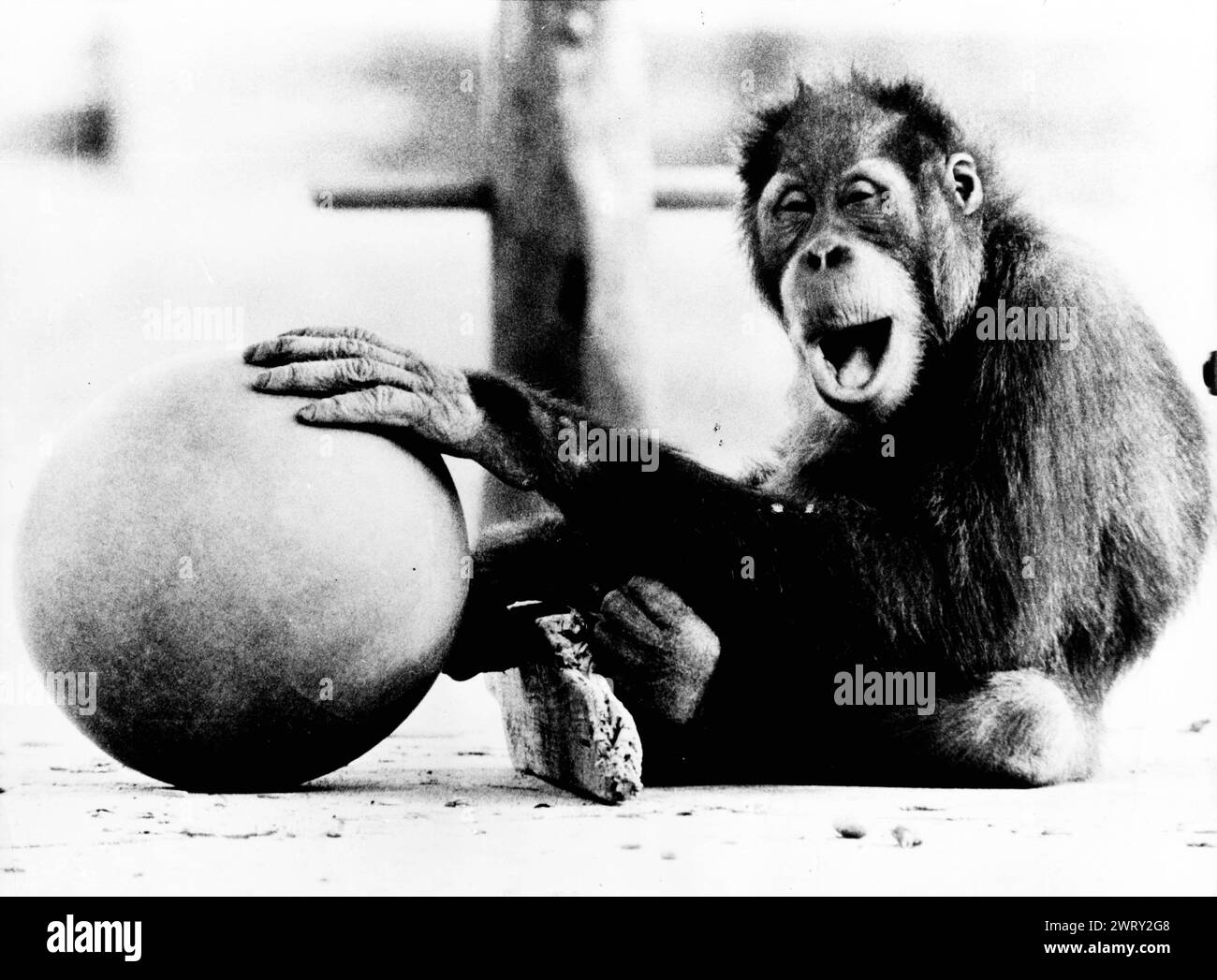 1980: Munich, Germany: The monkey at the Munich Zoo is obviously delighted with having this huge ball at his feet, a situation which he most likely owes to the friendliness of his keeper: (Credit Image: © Keystone Press Agency/ZUMA Press Wire). EDITORIAL USAGE ONLY! Not for Commercial USAGE! Stock Photo