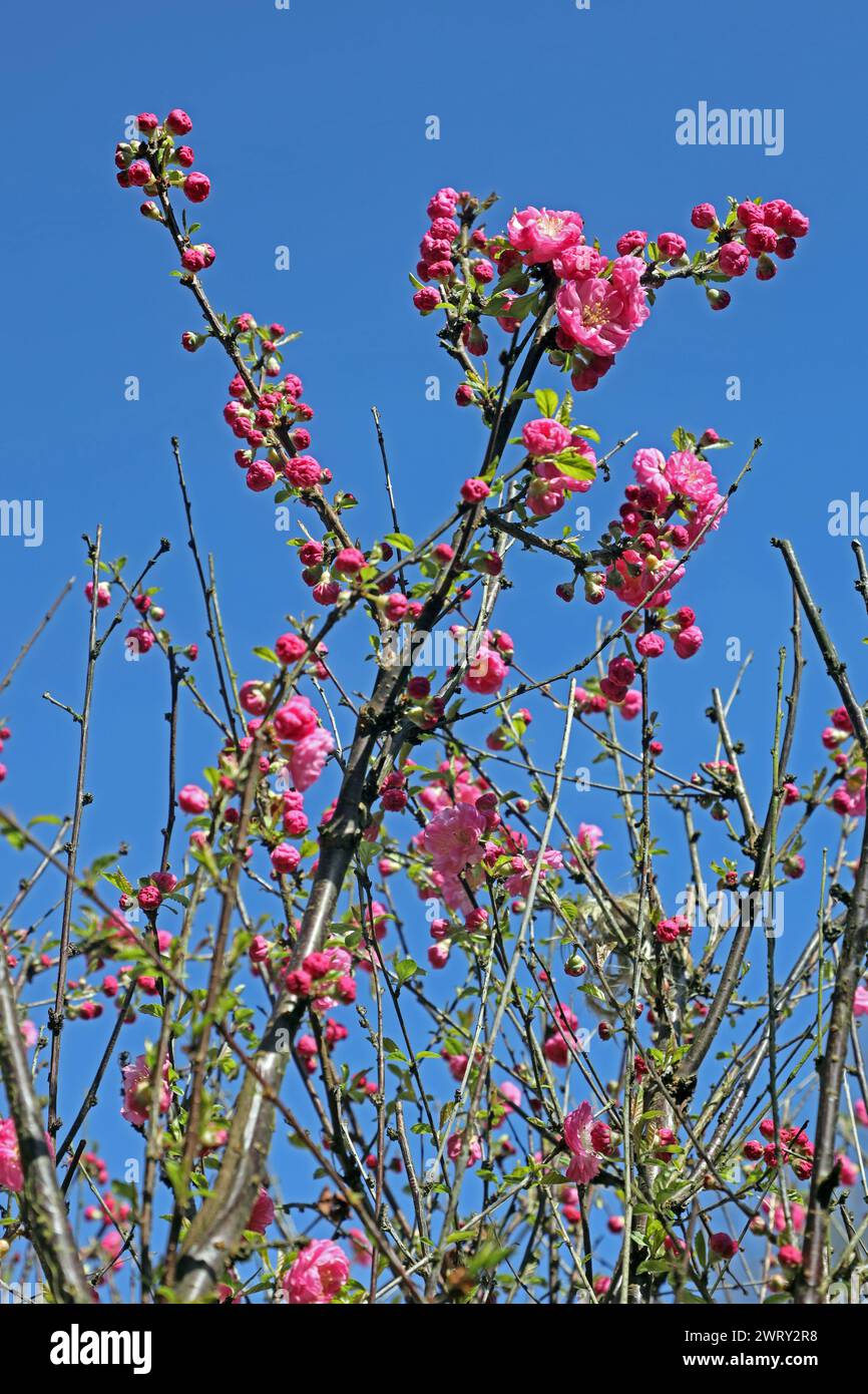 Blütengehölze für Garten- und Parkanlagen Die Blüten und Knospen des ...