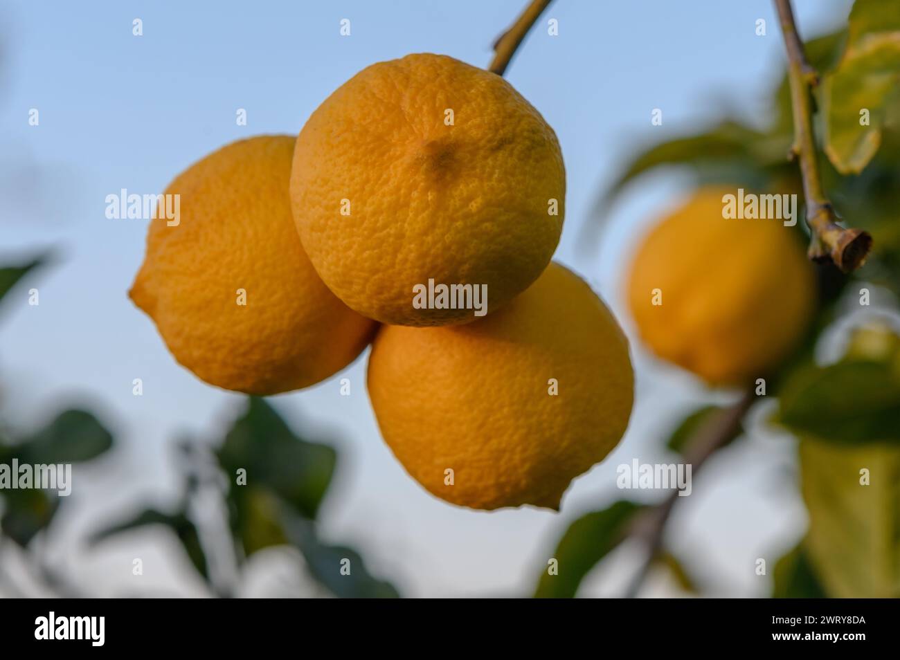 fresh ripe lemons hanging on a lemon tree branch 3 Stock Photo - Alamy