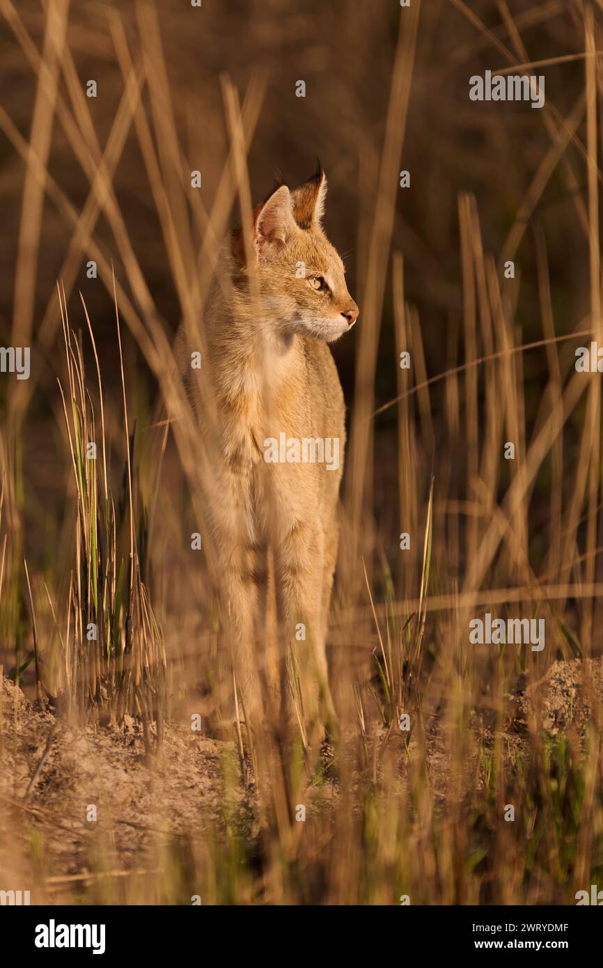 Jungle cat in the grasslands of Corbett National Park, India Stock ...