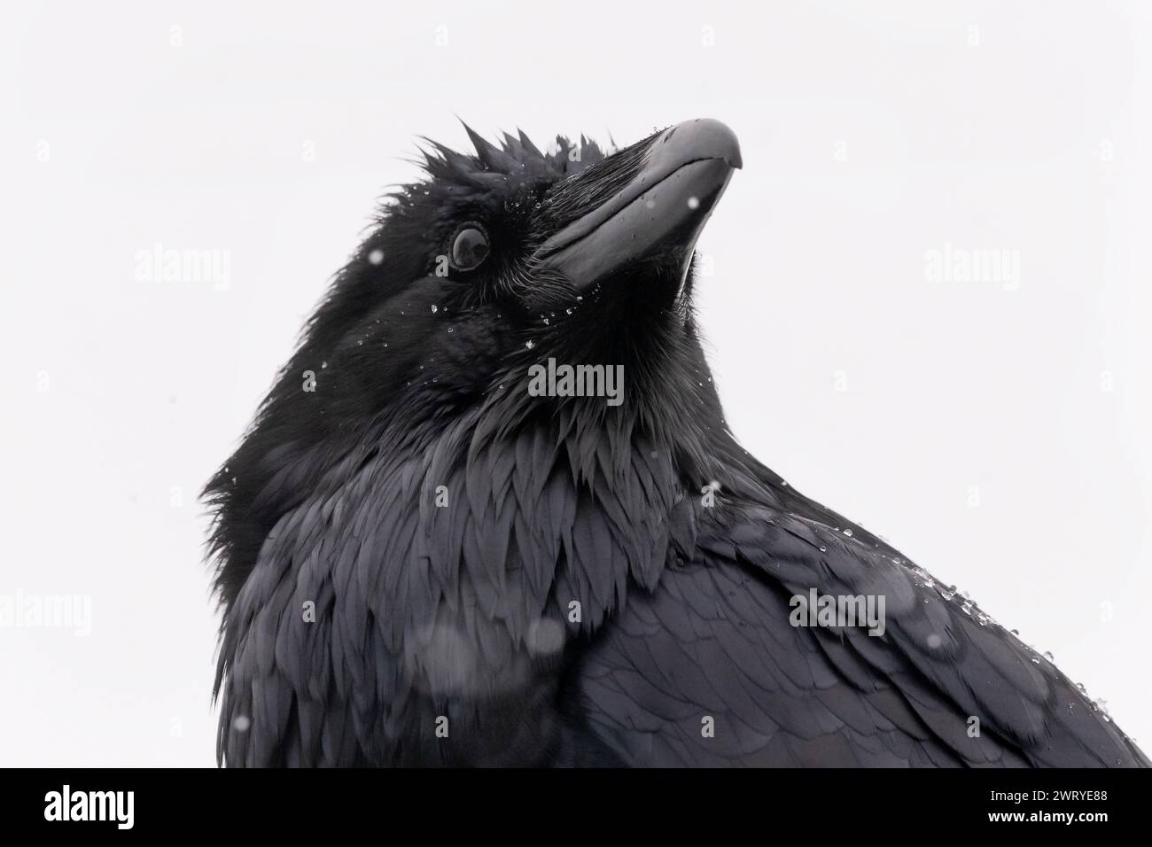 North America; United States; Alaska; Winter; Wildlife; Birds; Corvids; Northern Raven; Corvus corax; Stock Photo