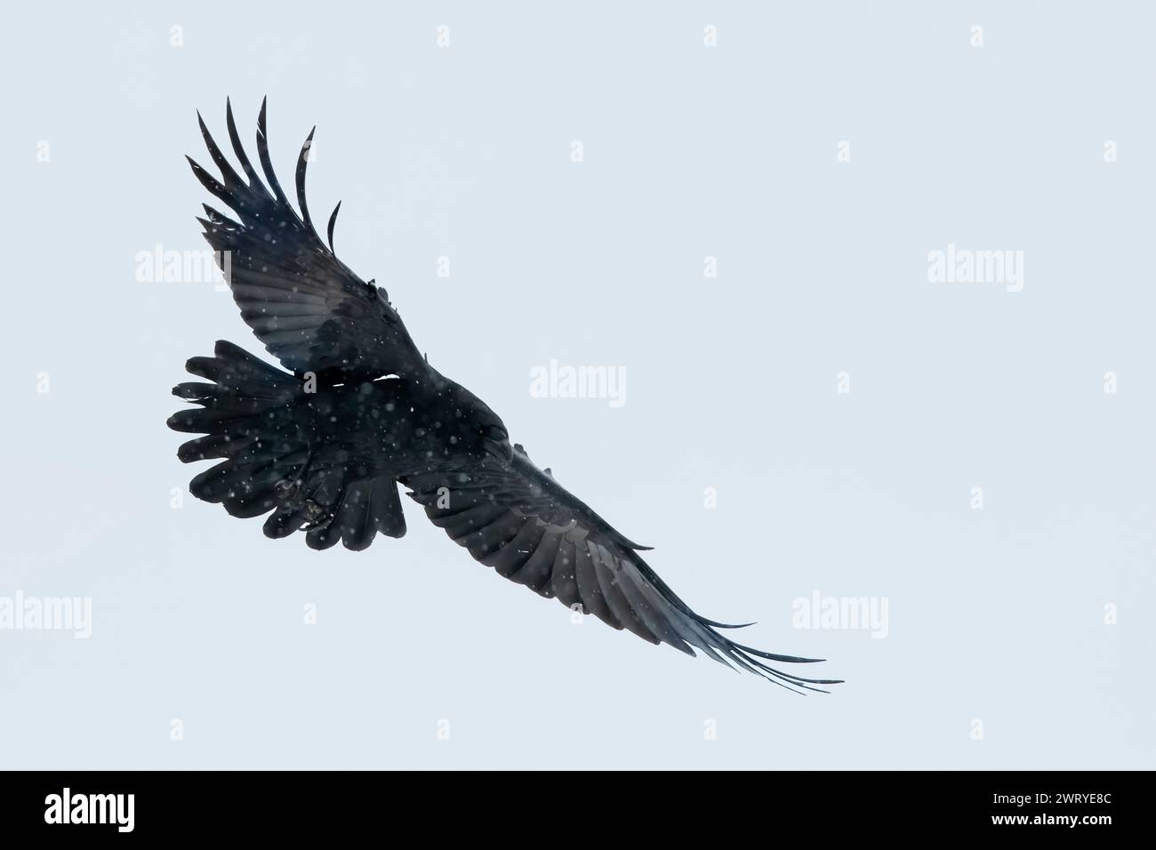 North America; United States; Alaska; Winter; Wildlife; Birds; Corvids; Northern Raven; Corvus corax; Stock Photo