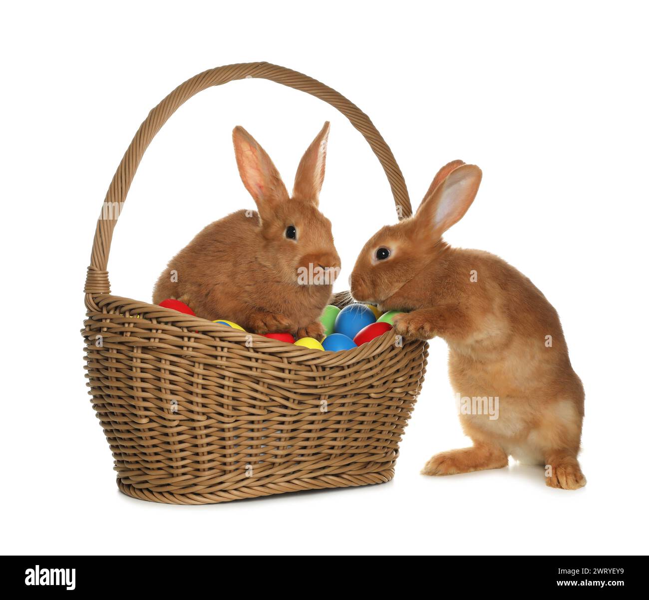 Adorable furry Easter bunnies and wicker basket with dyed eggs on white ...