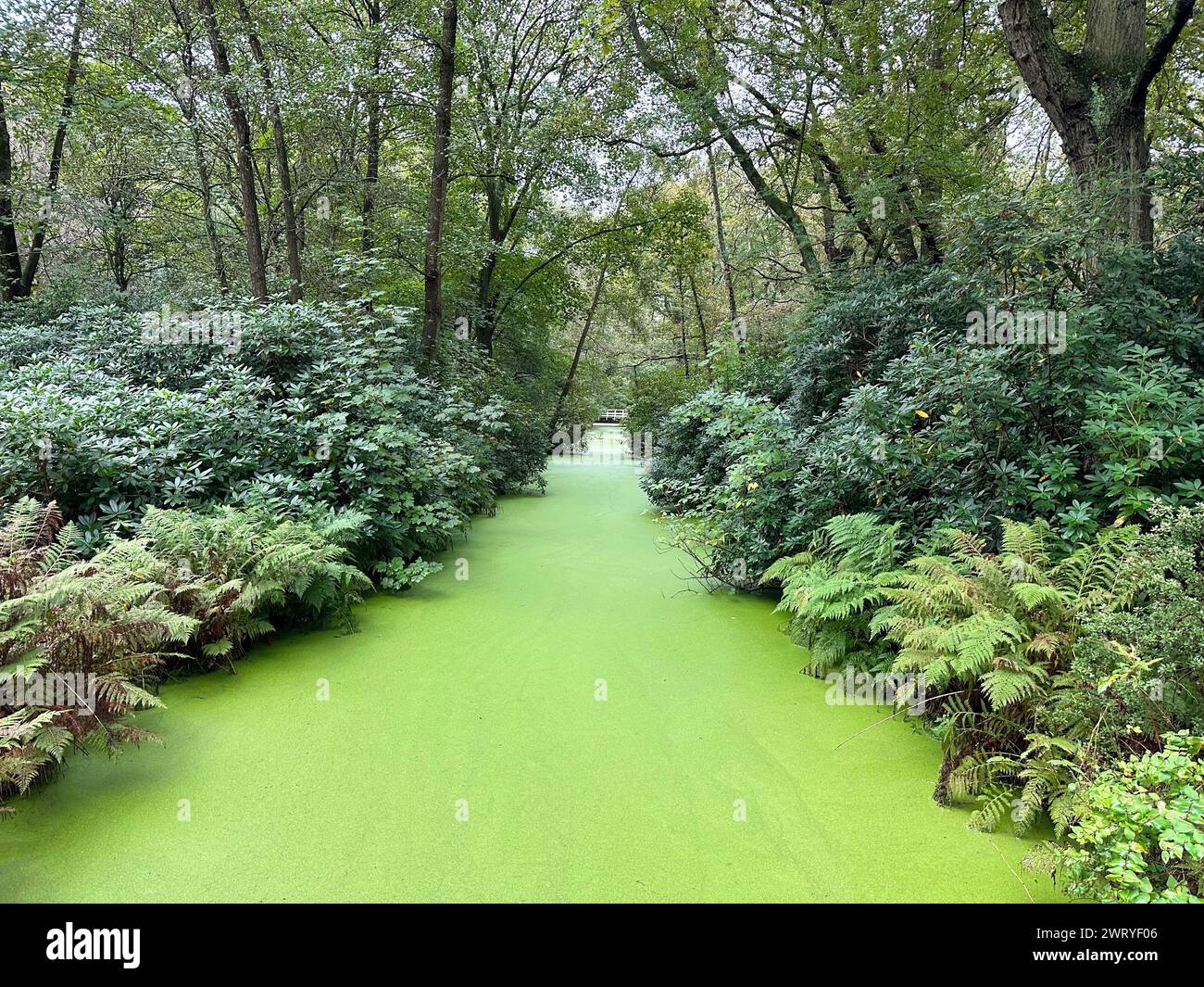 Green beautiful water channel among bushes in park Stock Photo