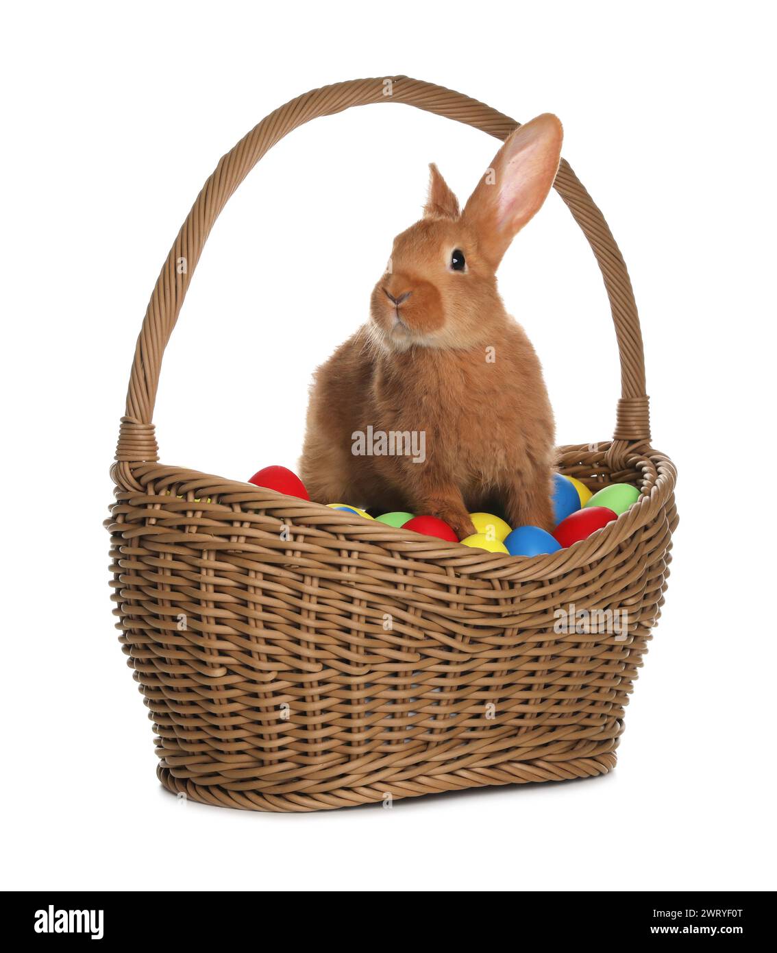 Adorable furry Easter bunny in wicker basket with dyed eggs on white ...