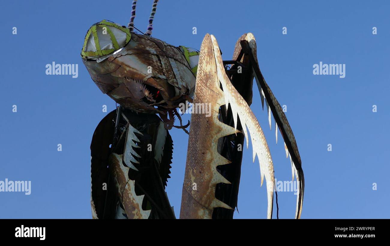 Nevada Reno Mantis Las Vegas, Nevada, USA 7th March 2024 Praying Mantis at The Container ...