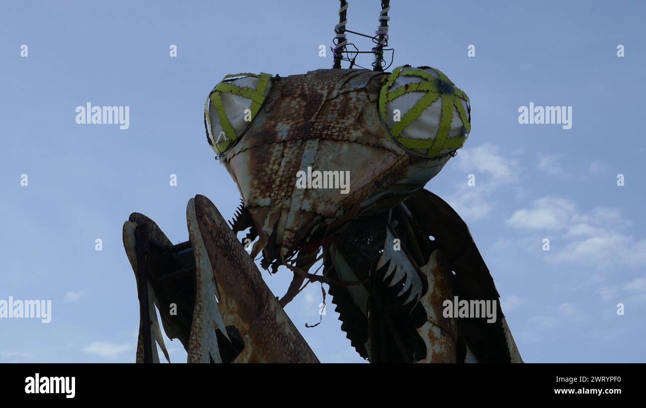Nevada Reno Mantis Las Vegas, Nevada, USA 7th March 2024 Praying Mantis at The Container ...