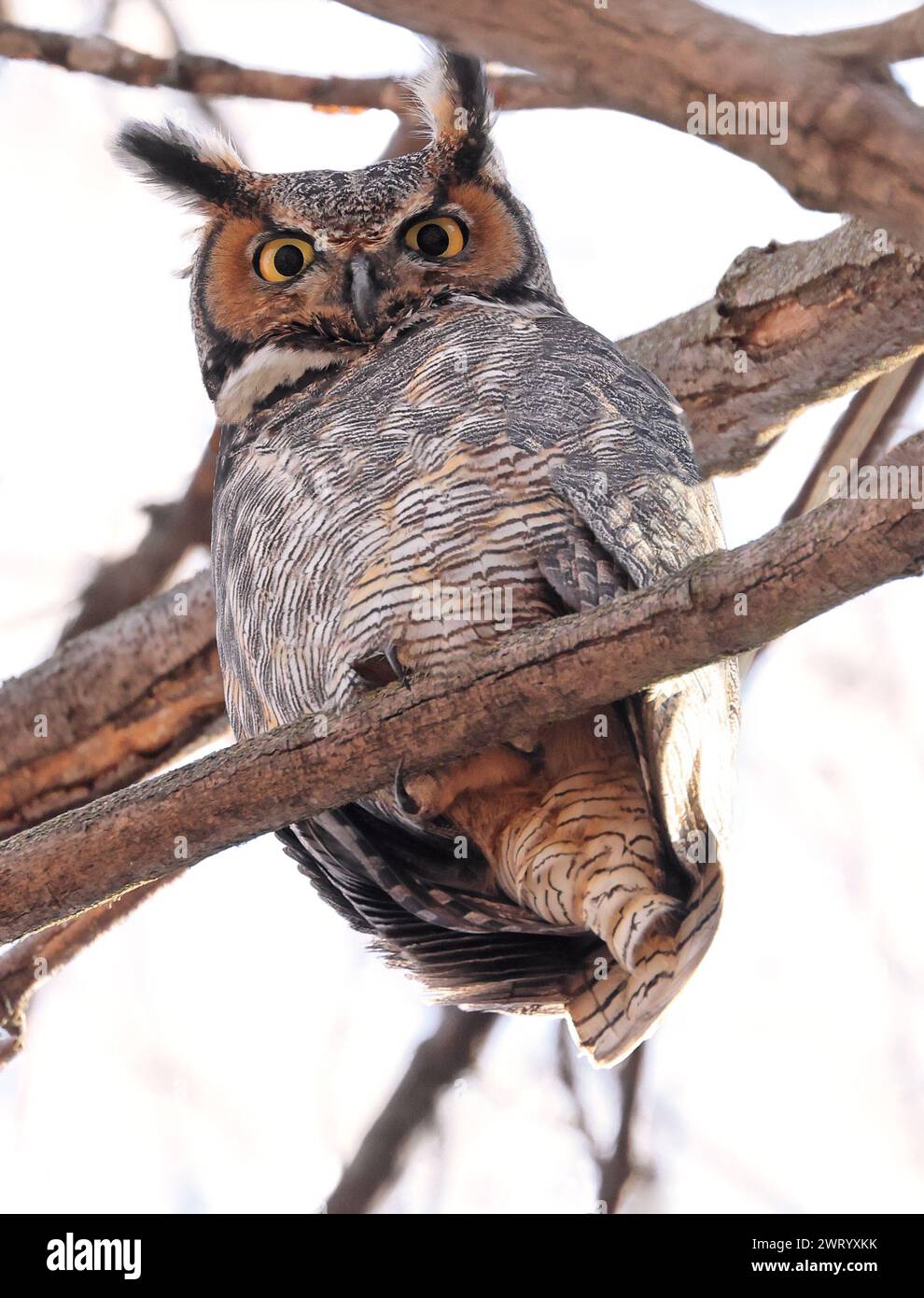 Great-horned Owl perched on a branch in the forest, Quebec, Canada Stock Photo