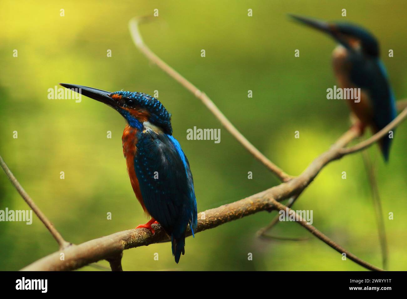colorful common kingfisher or eurasian kingfisher (alcedo atthis) perching on a branch, indian tropical forest Stock Photo
