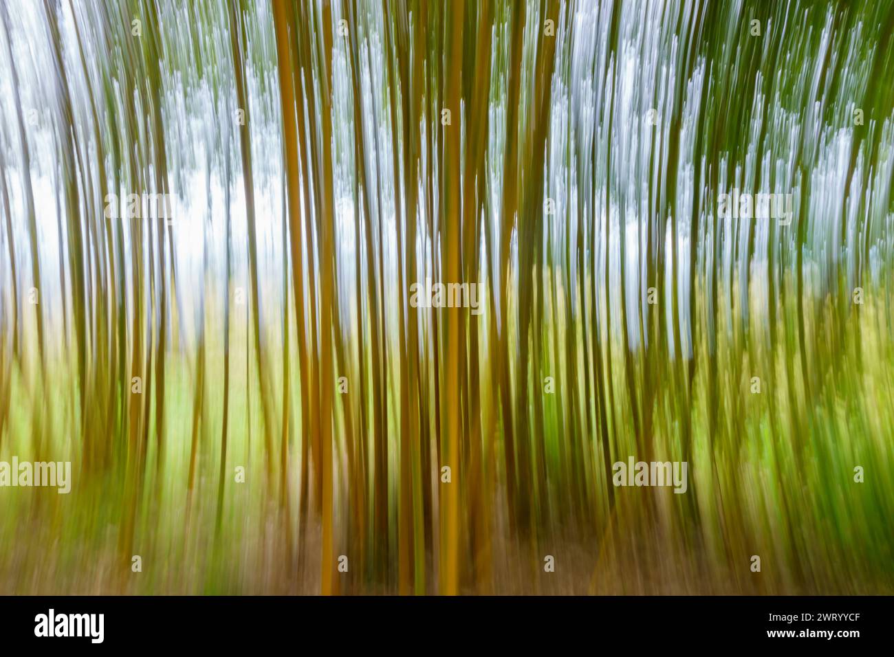 Nature abstract images of bamboo vertical blurs. Stock Photo