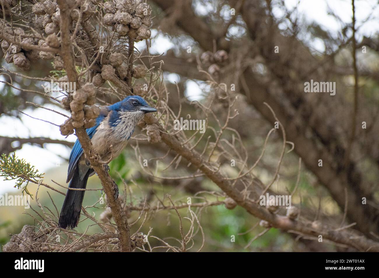 A blue colored bird, the Aphelocoma insularis, or Island Scrub-Jay, perched on a tree branch on Santa Cruz Island, Channel Islands National Park Stock Photo
