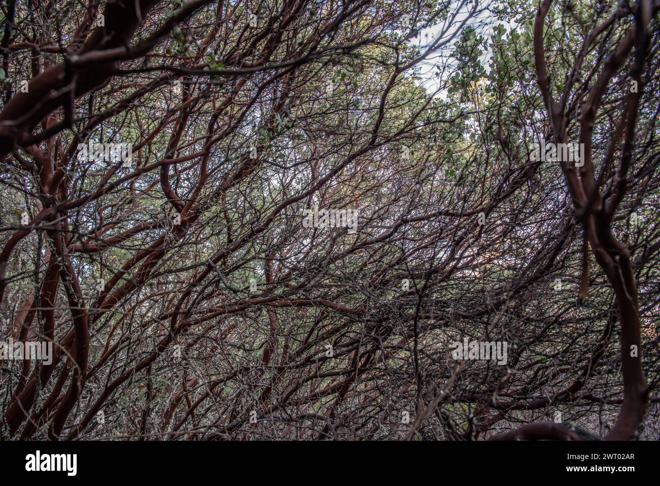 Arbutus menziesii or Pacific madrone forest understory in California. Stock Photo