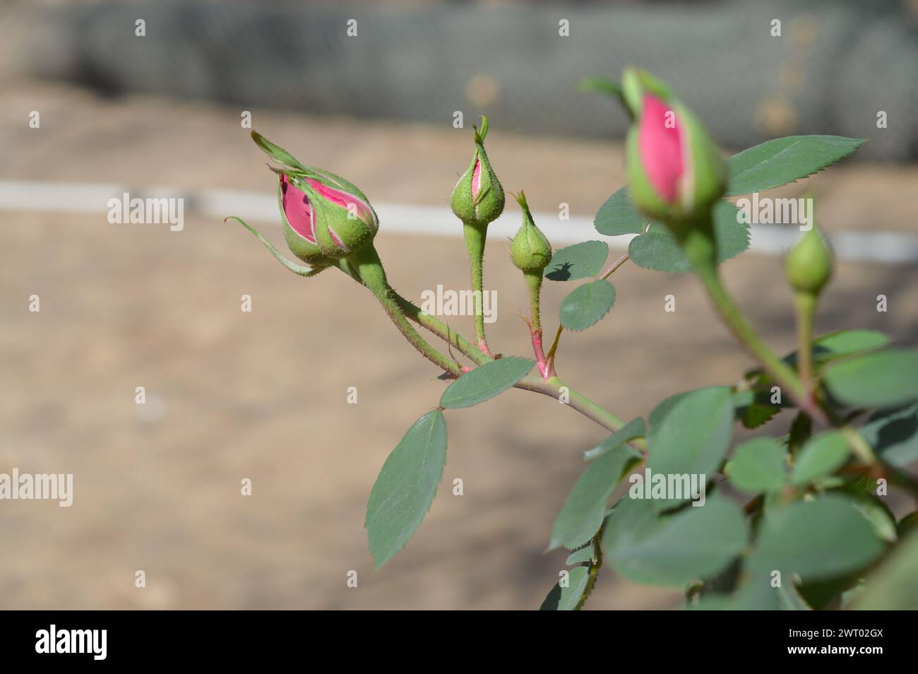 red heart roses have not bloomed, but the beauty is also not inferior ...