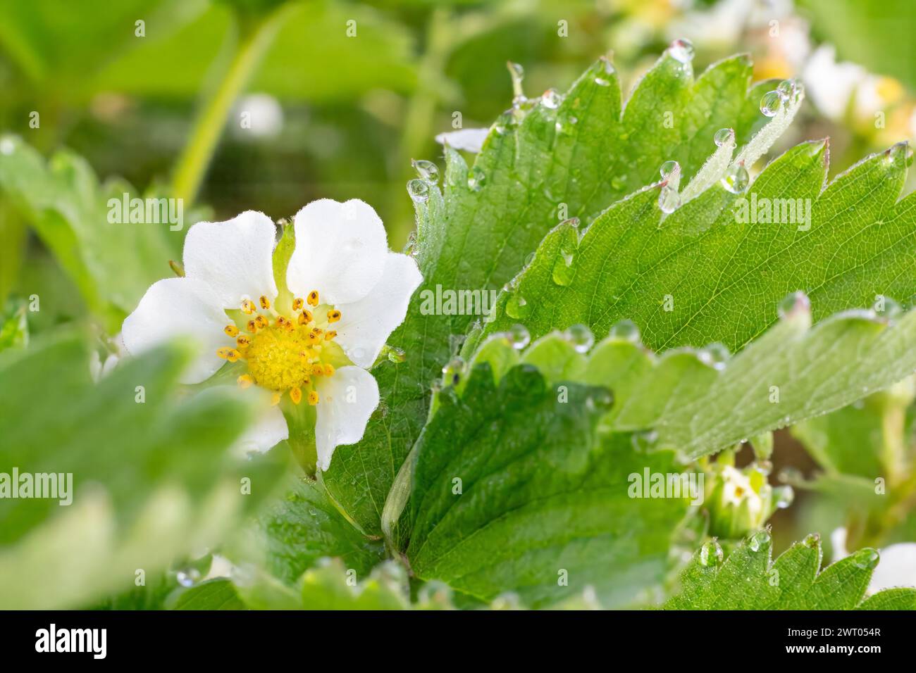 Flowering strawberry bush in the garden in springtime Stock Photo - Alamy