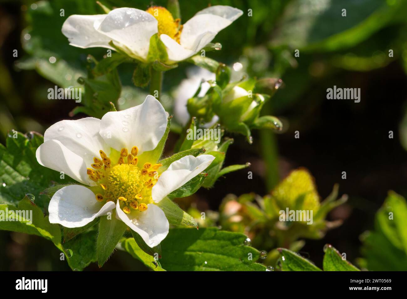 Flowering strawberry bushes in the garden Stock Photo - Alamy
