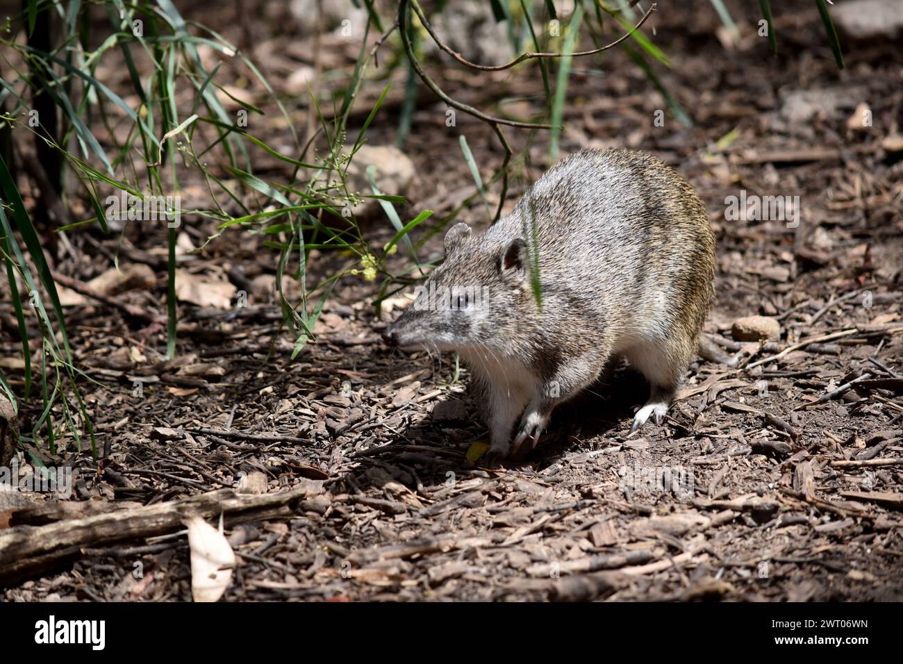 Southern brown Bandicoots are about the size of a rabbit, and have a ...