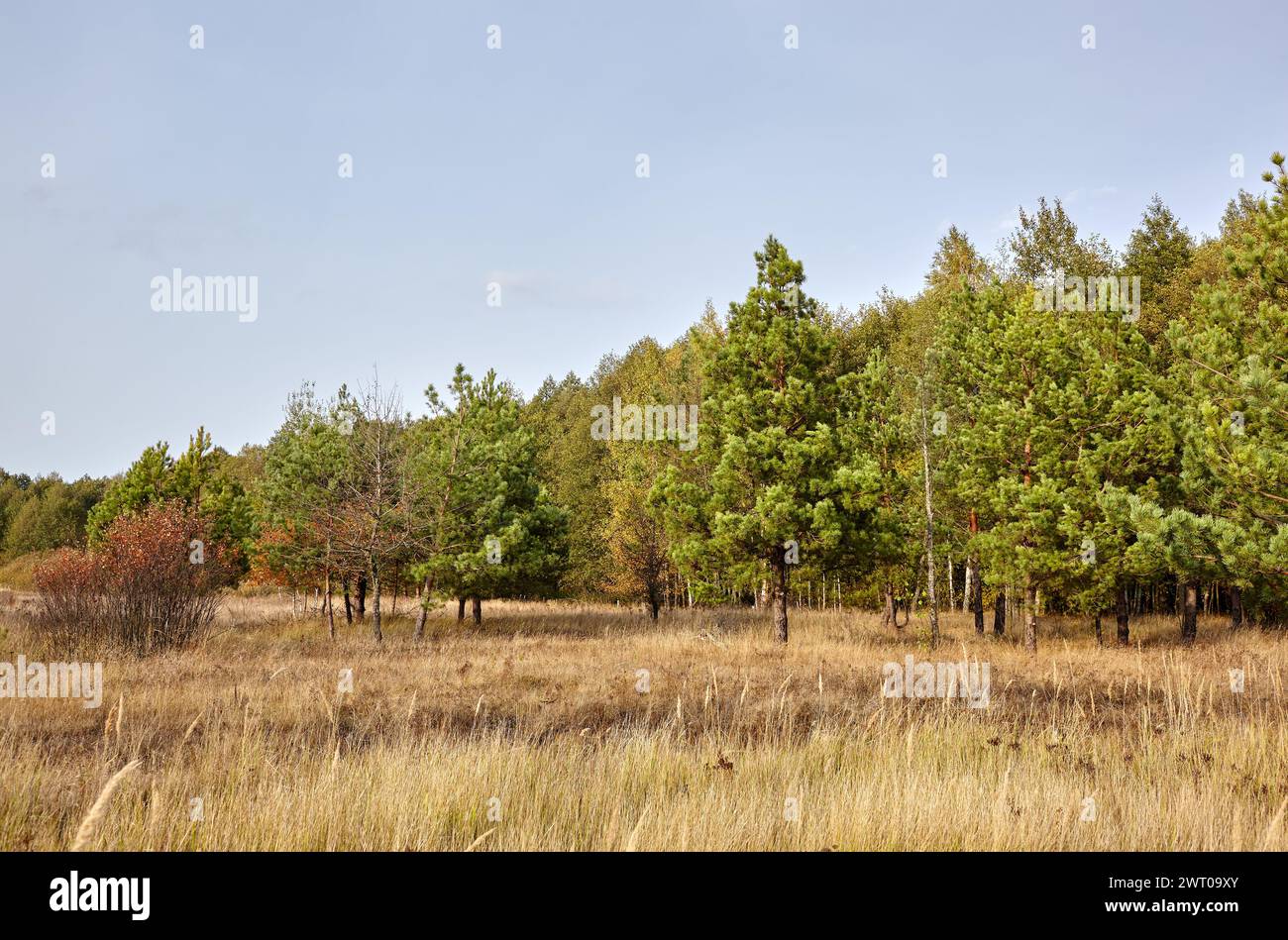 Conifer trees in the forest against a blue sky on a sunny day. Beautiful nature landscape Stock Photo