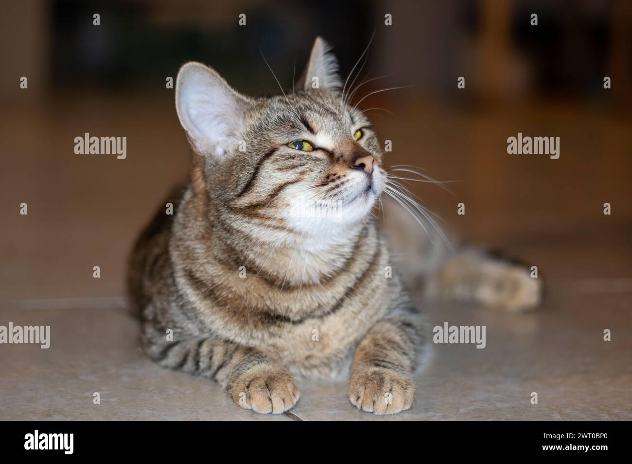 Cute grey cat lying on the floor close up Stock Photo - Alamy