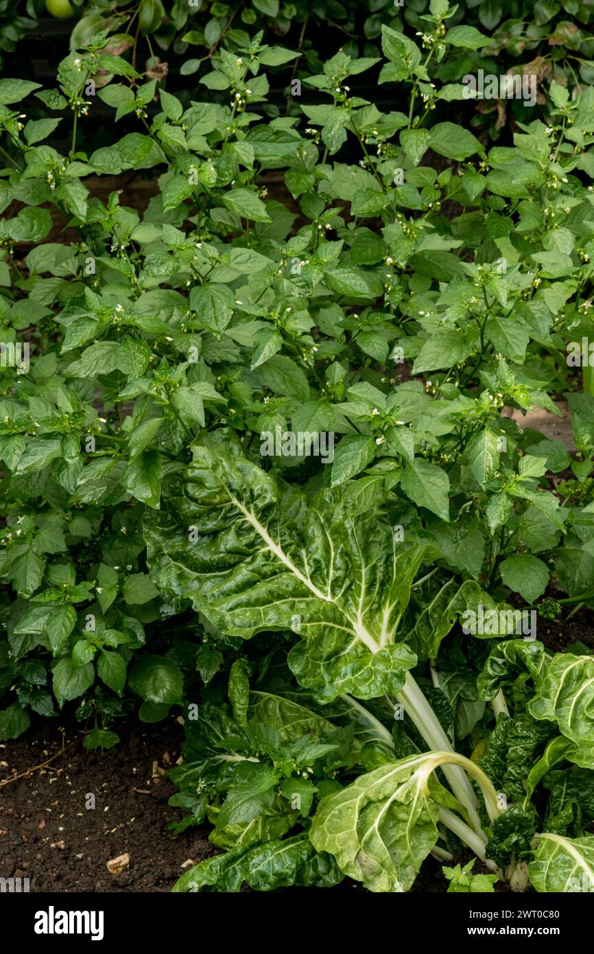 Poison Trap, Deadly Nightshade growing amongst Silverbeet in Vegetable Garden Stock Photo