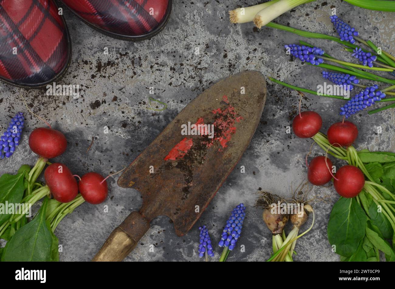 Harvest from a garden: flowers, radishes; old garden shovel and red checkered wellingtons. Top view. Stock Photo