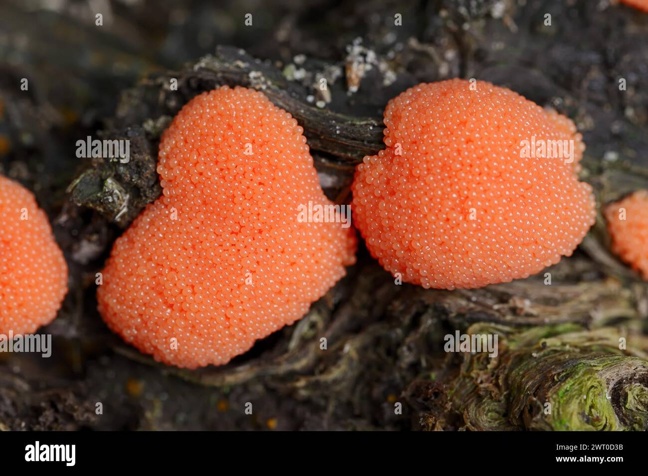 Salmon-coloured slime mould or fish egg slime mould (Tubifera