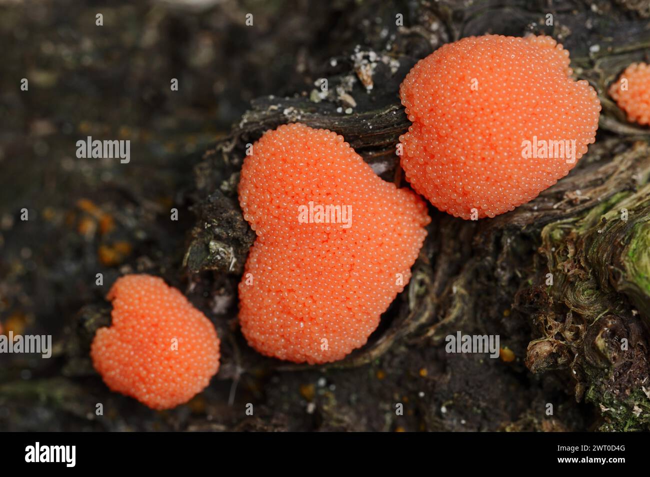 Salmon-coloured slime mould or fish egg slime mould (Tubifera ferruginosa, Tubifera ferruginea), North Rhine-Westphalia, Germany Stock Photo